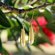 Huia Feather Earrings - Little Taonga